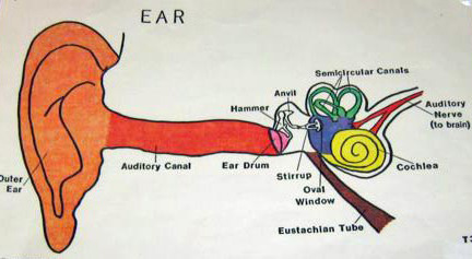 We all hear differently due to individual variability. The Windsor hum may affect one person and not the other.
The media keeps reporting that it is ‘back’, but it’s ALWAYS there…ever persistent. However, it comes in varying intensities, and shows up...
